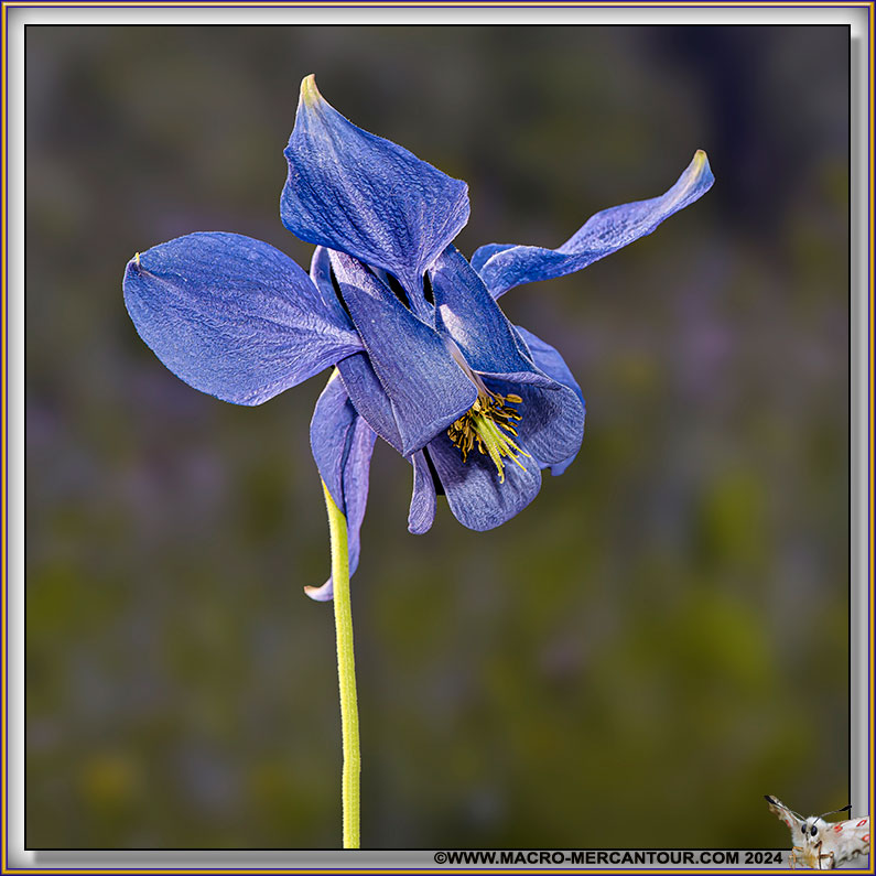 Ancolie de Bertoloni